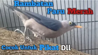 Download Rambatan Paruh Merah || Suara Original Alam Liar nya.. MP3