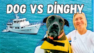 This Is What Having a Dog on a Boat Is REALLY Like 🐾 #boatdogs #boatlife #luxuryyachtlife