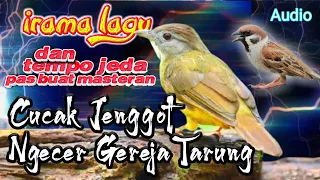 Download SUARA MASTERAN BURUNG | cucak jenggot tembakan gereja tarung | durasi jeda MP3