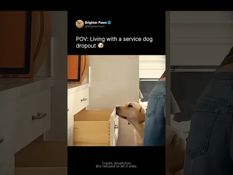 POV: Living with a service dog dropout 🐶
