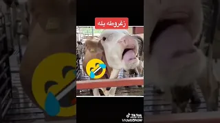 عقبال عندك يا ام فاروق 