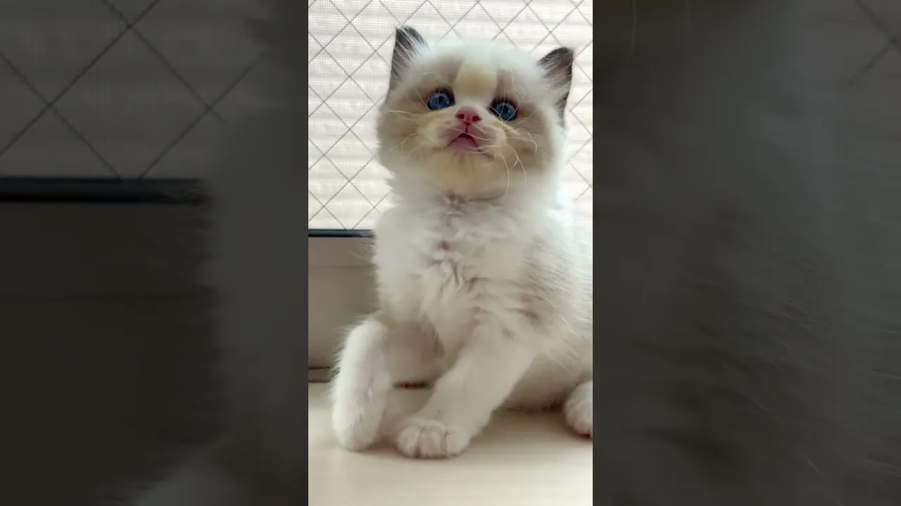 動画