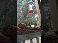 He said hello to me at the end!! 😁💓🥰🙏💕 I love hummingbirds!! #hummingbird #hummingbirdlove