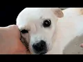 Pasco Pulse Tri-Cities Animal Shelter s Online Pet Reporting