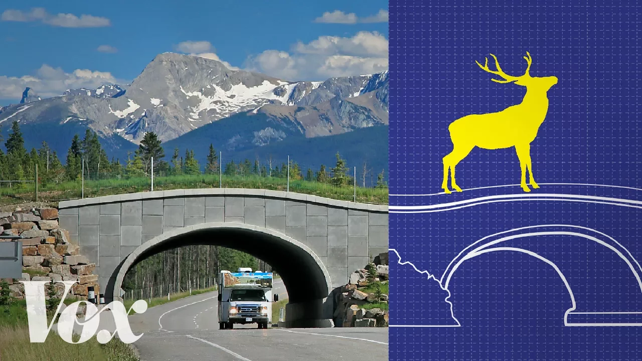 Wildlife Crossings: Evidence-Based Solutions to Reduce Roadkill