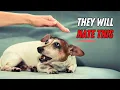 9 Surprising Things Jack Russells Absolutely HATE