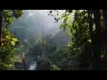Download Lagu Nature Sounds of Asia Jungle - Exotic Birds, Rain Drops - Pure Rainforest Relaxing Ambient Sounds