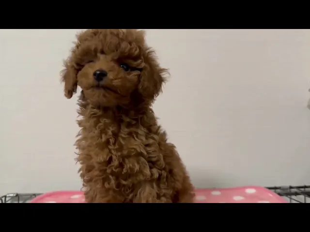 動画