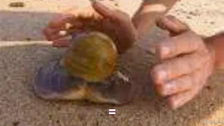  tum l topeye b n y n b sa igbin l j orun 2348032983298 22954651928 2250506134943