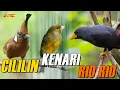 Download Lagu MASTERAN KOMBINASI CILILIN - JALAK RIO RIO - KENARI