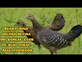 Suara ayam hutan hijau betina ccok untuk memancing jantan