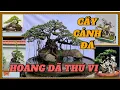 Download Lagu Cây cảnh đá có sức hấp dẫn hoang dã và thú vị#bonsai #art #caycanh