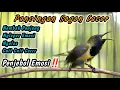 Download Lagu PANCINGAN PENGGACOR SOGON IJOAN JANTAN TROTOL NDASI AGAR CEPAT RESPON NEMBAK‼️AWAS LANGSUNG GACOR