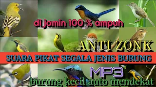 Download Mp3 suara pikat semua jenis burung |part4 MP3