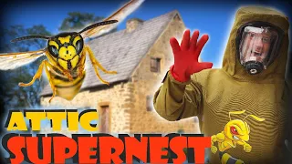 🚨 Attic SUPERNEST! When Yellow Jackets INVADE! 🚨