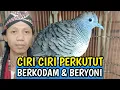Download Lagu Ciri ciri Burung Perkutut Berkodam Dan Beryoni @agungnursaladin