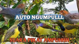 suara pikat sogon kombinasi korlap dan prenjak kepala merah 