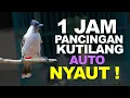 Download Lagu 1 Jam Suara Pancingan Burung Kutilang Isian Edan ! Gacor Kolaborasi dengan Burung Sirtu Sempurna !