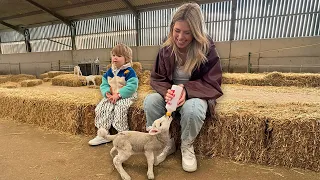 taking koazy to feed the lambs