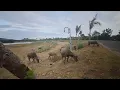 Download Lagu Kerbau hewan sapi kambing meong meong kucing lagu anak anak lucu imut cocomelon