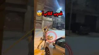 سبعة كلاب يهاجمون قطة    صدمة  دندنها