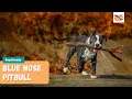 Blue Nose Pitbull Everything You Need to Know About This Loving Dog