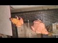 Albino Bullfrog Simple Setup