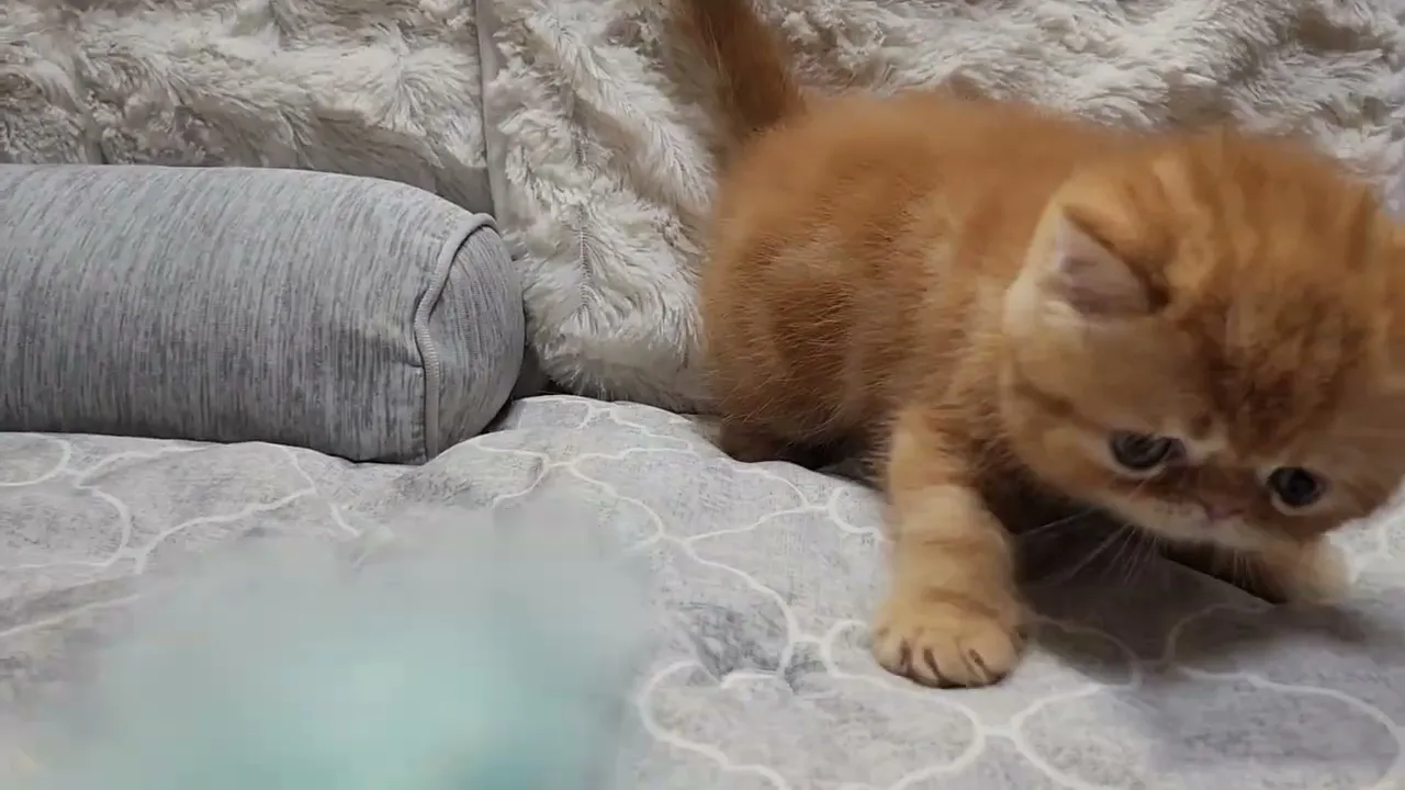 動画