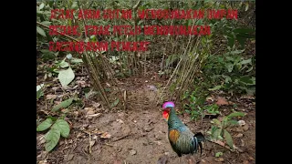 Download SURVIVAL SKILL- Cara-cara membut jerat ayam hutan, hanya menggunakan umpan dedak. #jeratayamhutan MP3