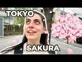 Download Lagu 3 of Tokyo's Must See Sakura Locations 🌸🗼