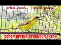 Download Lagu PASTI RESPON‼ PANGGILAN SOGON BETINA MEMIKAT SOGON JANTAN #SOGONBETINA