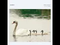 Zwaantje (Little Swan)