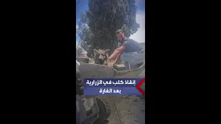  مشاهد لإنقاذ كلب حاصرته الغارة الإسرائيلية الأخيرة على بلدة الزرارية جنوبي لبنان دندنها