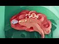 This Is What Happens to Your Brain on Opioids | Short Film Showcase