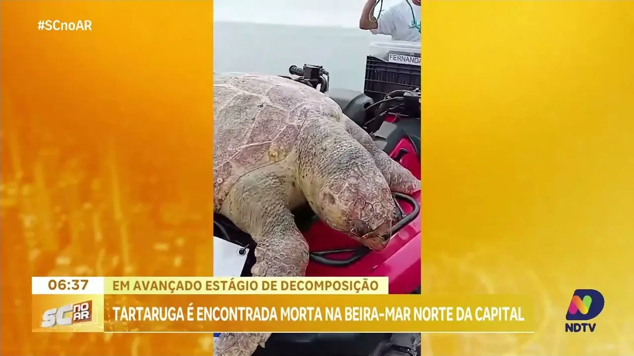 Em avançado estado de decomposição: tartaruga é encontrada morta na beira-mar norte da capital