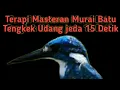 Download Lagu Terapi Masteran Murai | Suara burung Tengkek Udang durasi panjang dengan Jeda 15 detik.