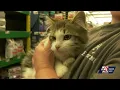 Greenbrier Humane Society temporarily closes cat intake amid overpopulation and illness outbreak