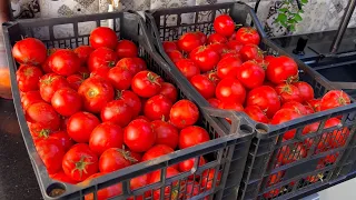 #أيّا شمري على يديك يا الشاطرة وأرواحي نخدمو كثرمن 15كغ صوص تومات 🍅🍅🍅👌