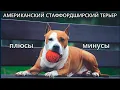 Download Lagu АМЕРИКАНСКИЙ СТАФФОРДШИРСКИЙ ТЕРЬЕР. Плюсы и минусы породы AMERICAN STAFFORDSHIRE TERRIER