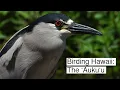 Download Lagu Birding Hawaii: The ʻAukuʻu (Black-crowned Night Heron)