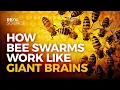 Download Lagu The Power of Bee Democracy