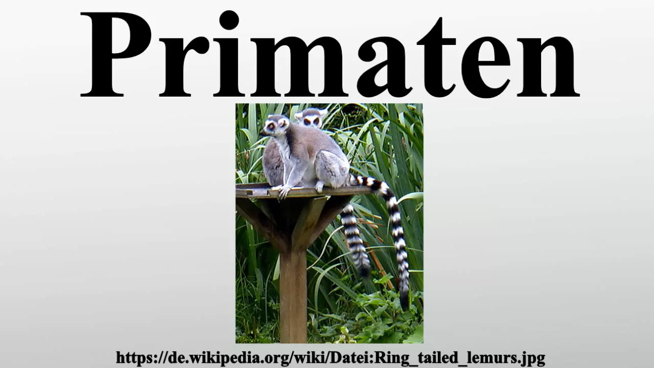 Primaten
