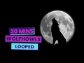 Download Lagu 30 Minute Wolf Howling Looped | Unique Animal Sounds