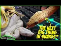 Download Lagu DE BESTE SLANGEN VAN NARBC SCHAUMBURG REPTIELENEXPO! De volgende grote hype in de reptielenwereld?