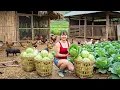 Lagu Harvesting Big Cabbages in the Farm - Use Truck Transport Many Cabbages Go To Sell