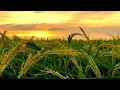 Download Lagu Story WA Senja Di Sawah