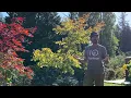 Episode 35 The Best Time To Transplant Your Tree