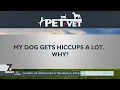 Petvet My dog gets hiccups a lot Why