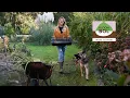 Download Lagu Hoe moet je dahlia's uit de grond halen?