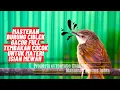 Download Lagu Masteran Burung Ciblek Gacor Full Tembakan Cocok Untuk Materi Isian Mewah Masteran Burung Lain